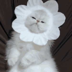 中国一级特黄真人毛片免费视频
